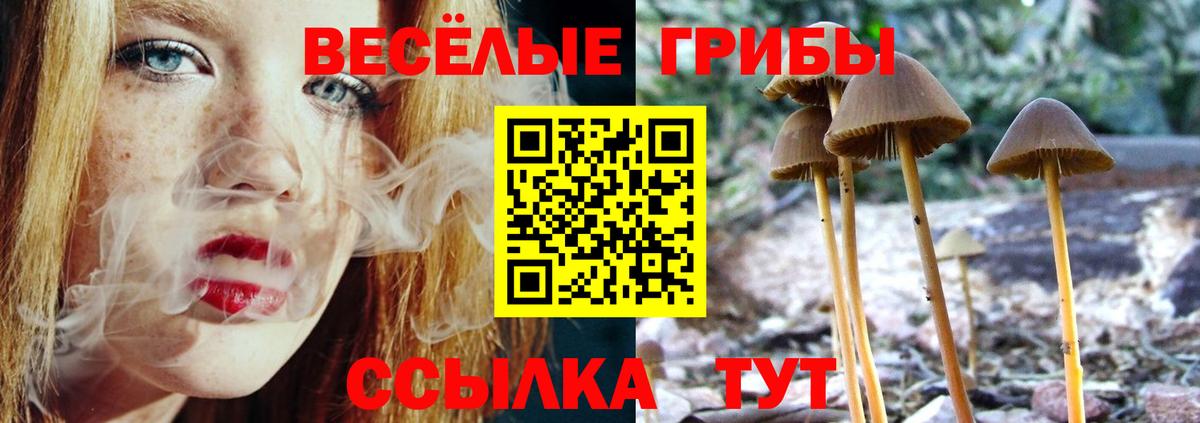 Псилоцибиновые грибы Psilocybe Тимашёвск